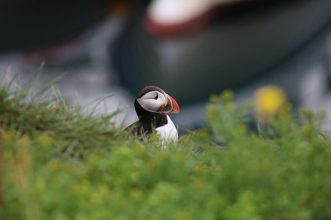 Reykjavik Premium Puffin tour | Close Up and Personal - Key Points