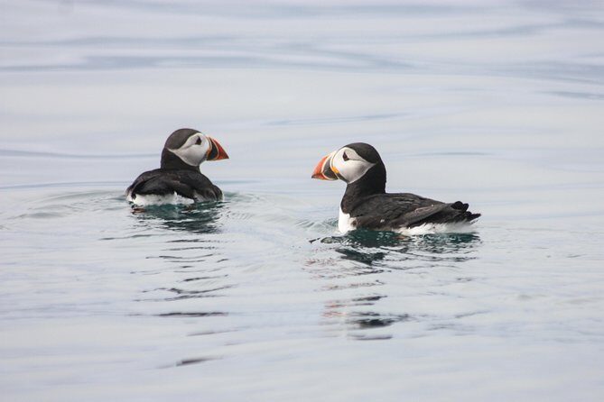Reykjavik Premium Puffin tour | Close Up and Personal - The Value of This Experience