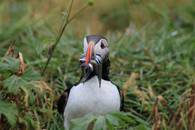 Reykjavik Premium Puffin tour | Close Up and Personal - FAQ