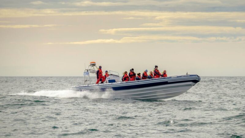 Reykjavik: Premium Whale and Puffin Watching Evening Tour - An In-Depth Look at the Experience