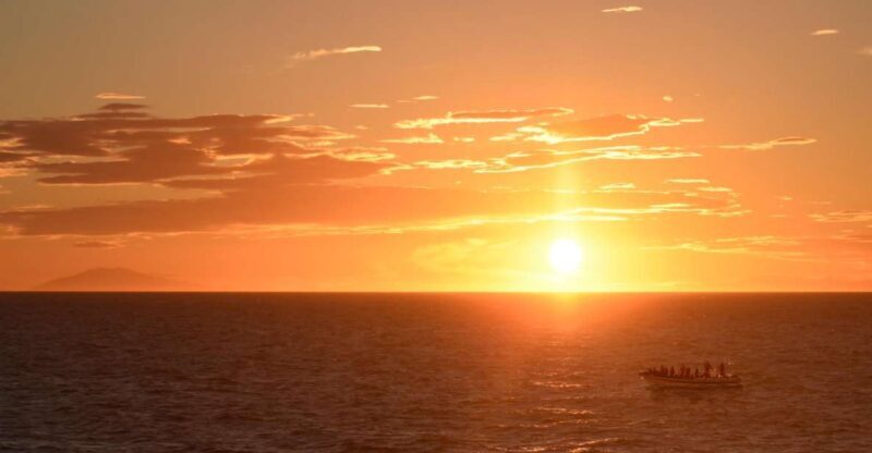 Reykjavik: Premium Whale and Puffin Watching Evening Tour - Who Should Consider This Tour?