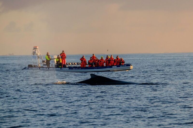Reykjavik: Premium Whale Watching with Flexible Ticket - What’s Included and What to Consider