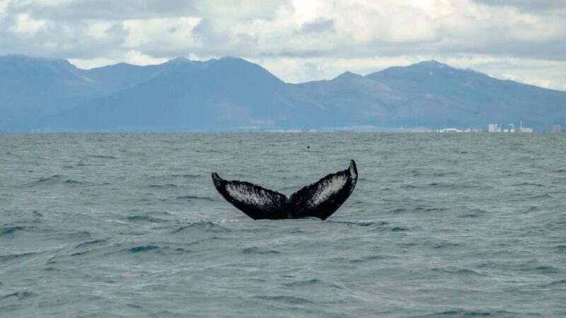 Reykjavik: Premium Whale Watching with Flexible Ticket - Final Thoughts: Is This Tour Worth It?