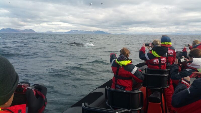 Reykjavik: Premium Whale Watching with Flexible Ticket - FAQ