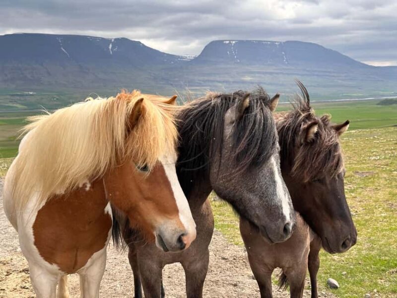 Reykjavik: PRIVATE Golden Circle tour with 5 TOP stops - The Experience & Value