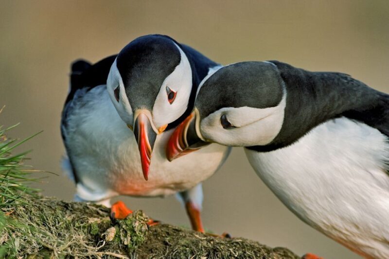 Reykjavik: Puffin Watching Boat Tour - Exploring Reykjavik’s Puffin Watching Tour in Detail