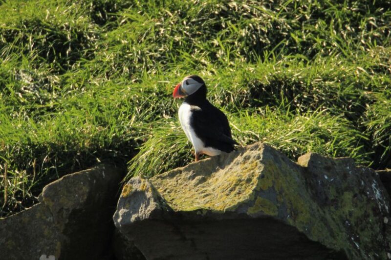 Reykjavik: Puffin Watching Tour - Key Points