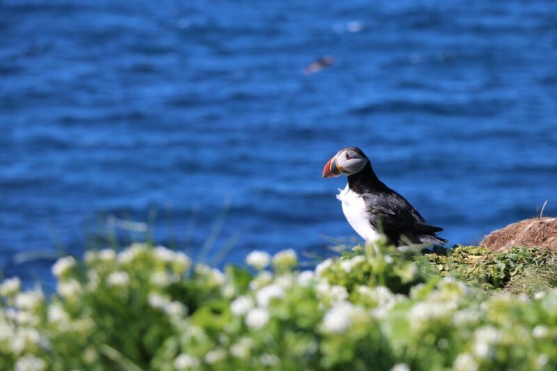 Reykjavik: Puffin Watching Tour - Detailed Review of the Reykjavik Puffin Watching Tour