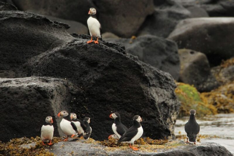 Reykjavik: Puffin Watching Tour - FAQ