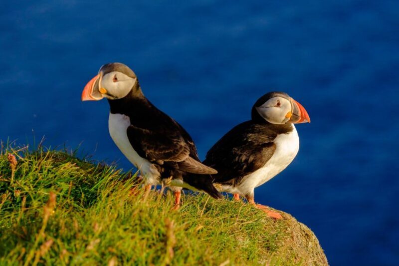 Reykjavik: Puffin Watching Tour - Why This Tour Is a Great Choice