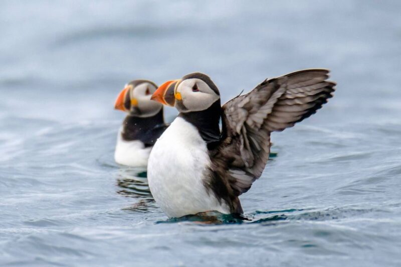 Reykjavík: RIB Speed-Boat Puffin Watching Tour - An In-Depth Look at the Puffin Speedboat Tour