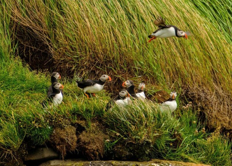 Reykjavík: RIB Speed-Boat Puffin Watching Tour - Final Thoughts
