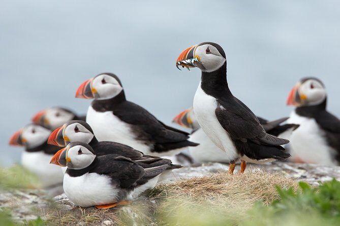 Reykjavik Shore Excursion: Puffin Sightseeing Cruise - What to Expect on the Puffin Sightseeing Cruise