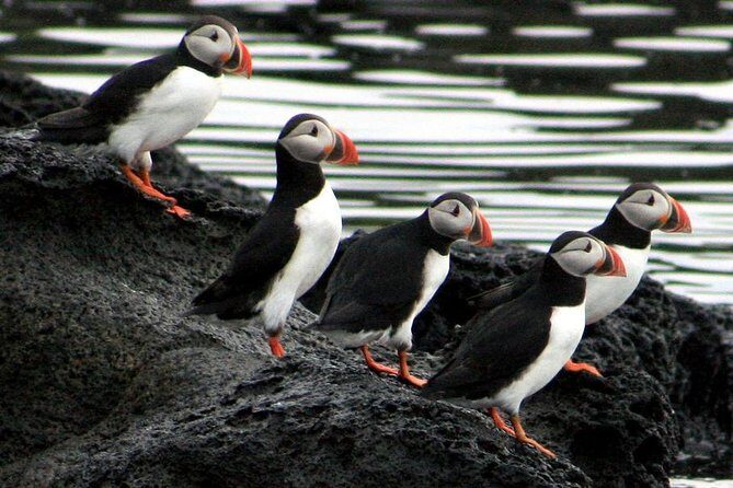 Reykjavik Shore Excursion: Puffin Sightseeing Cruise - FAQ