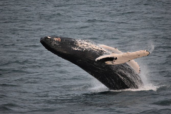 Reykjavik Shore Excursion: Whale-Watching Cruise - Final Thoughts: Is It Worth It?