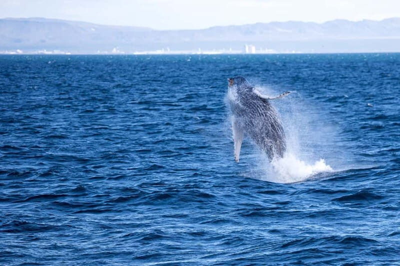 Reykjavik: Snæfellsnes Peninsula & Whale Watching Tour - Key Points