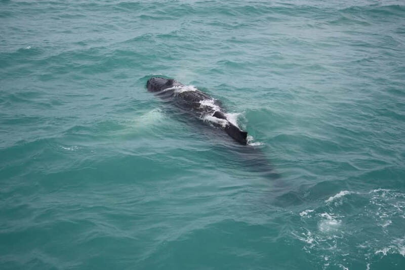 Reykjavik: Snæfellsnes Peninsula & Whale Watching Tour - Who Will Love This Experience?