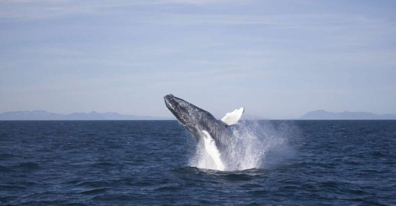 Reykjavik: the Original 3-Hour Whale Watching Tour - A Look at the Experience