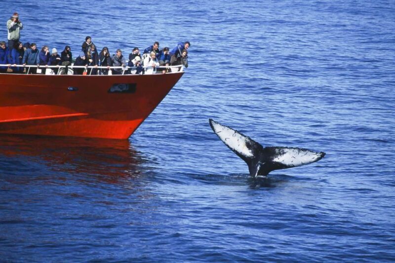 Reykjavik: the Original 3-Hour Whale Watching Tour - The Sum Up