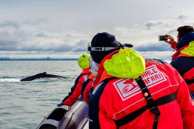 Reykjavik: Whale and Puffin Watching RIB Boat Tour - Key Points