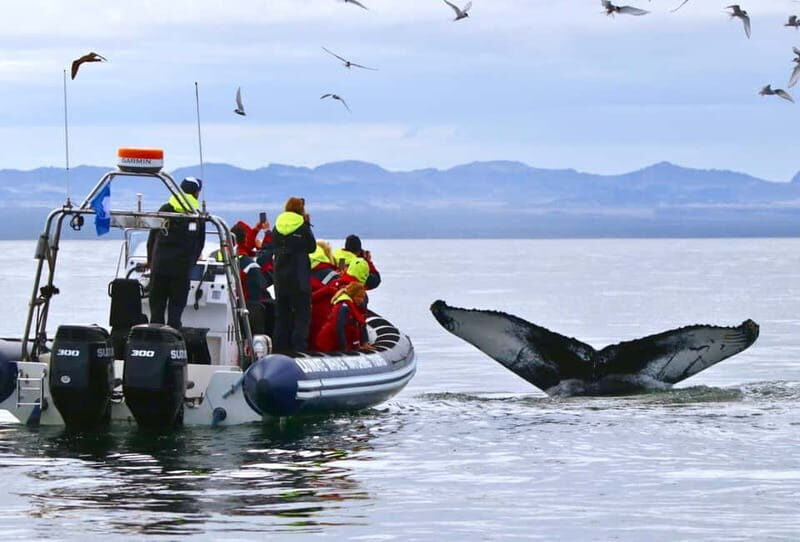 Reykjavik: Whale and Puffin Watching RIB Boat Tour - A Detailed Look at the Tour Experience