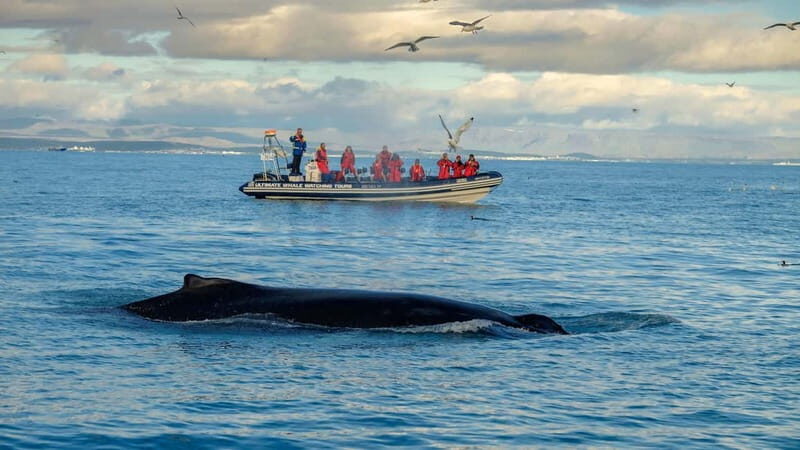 Reykjavik: Whale and Puffin Watching RIB Boat Tour - Who Is This Tour Best For?