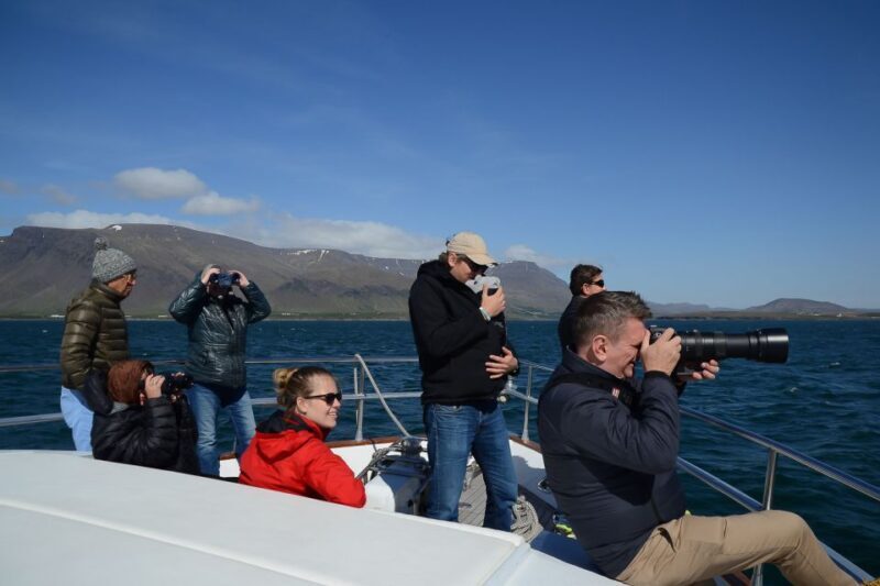 Reykjavik: Whale Watching and Dolphin Watching Yacht Cruise - Cost and Value