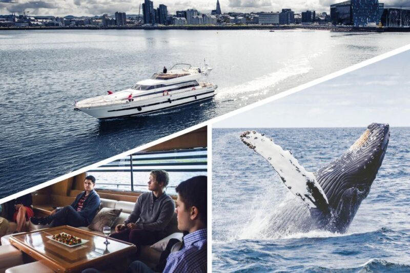 Reykjavik: Whale Watching and Dolphin Watching Yacht Cruise - FAQ