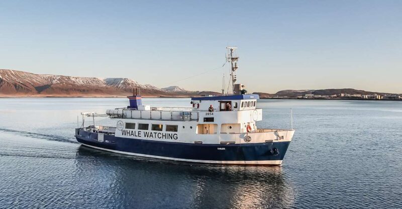 Reykjavík: Whale Watching and Marine Life Cruise - FAQs