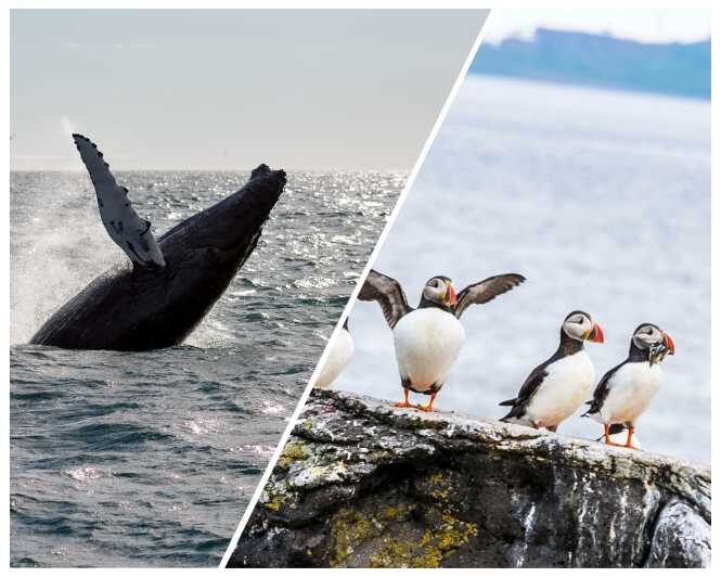 Reykjavik: Whale Watching and Puffin Excursion - Key Points