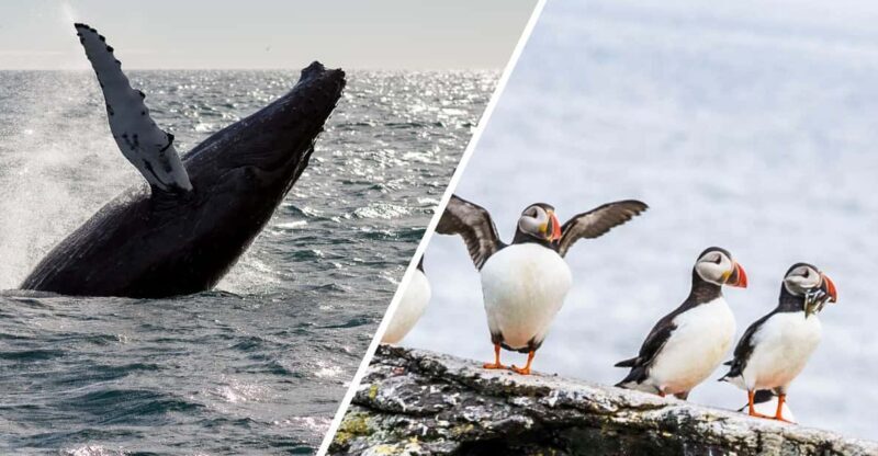 Reykjavik: Whale Watching and Puffin Excursion - Who Would Love This Experience?