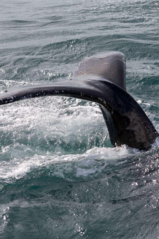 Reykjavik: Whale Watching and Puffin Excursion - FAQ