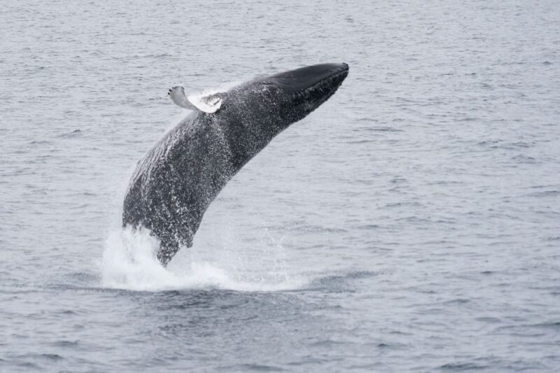 Reykjavik: Whale Watching by RIB Speedboat - FAQ