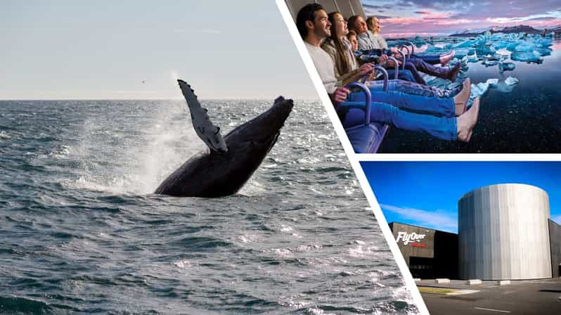 Reykjavík: Whale Watching Cruise and FlyOver Combo Ticket - Final Thoughts