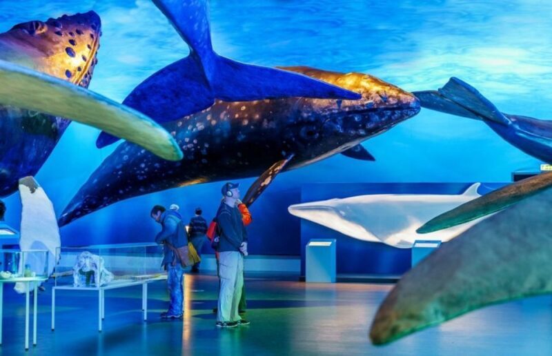 Reykjavik: Whale Watching Excursion & Whale Exhibition - Reykjavik: Whale Watching Excursion & Whale Exhibition