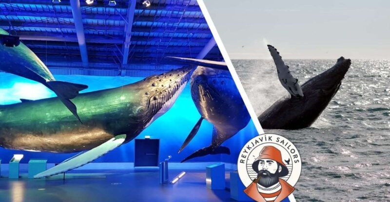 Reykjavik: Whale Watching Excursion & Whale Exhibition - Who Would Benefit Most From This Tour?