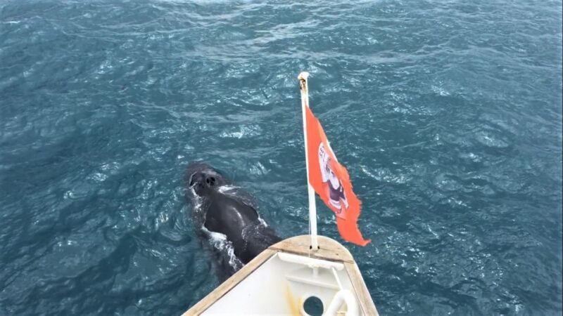 Reykjavik: Whale Watching Excursion & Whale Exhibition - Final Thoughts