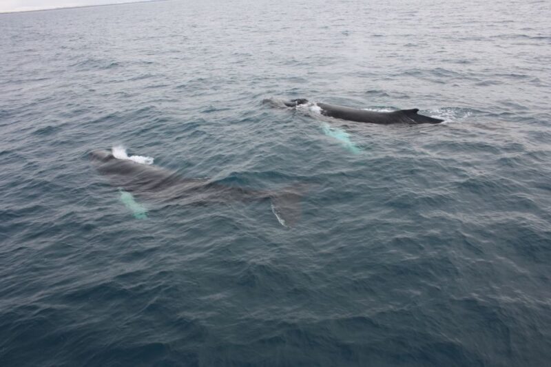 Reykjavik: Whale Watching Excursion & Whale Exhibition - FAQ