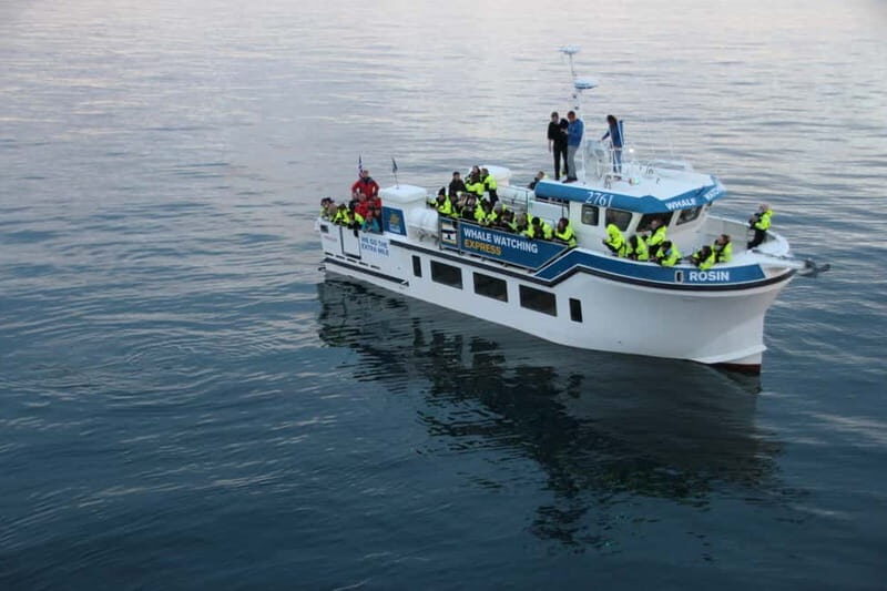 Reykjavik: Whale Watching Express - Key Points