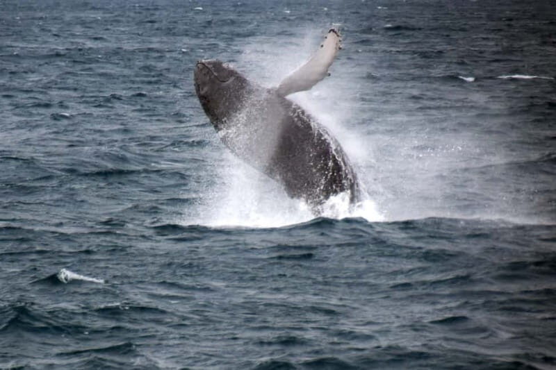 Reykjavik: Whale Watching Express - A Deep Dive into the Whale Watching Experience
