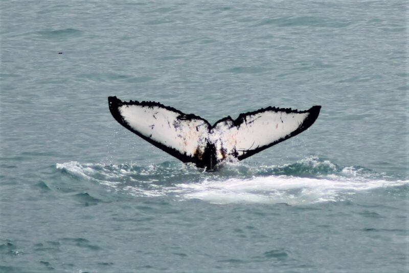 Reykjavik: Whale Watching in Faxaflói Bay & Live Lava Show - An Overview of the Tour Experience