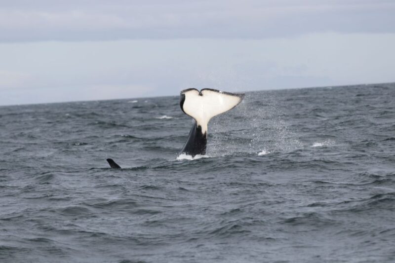 Reykjavik: Whale Watching in Faxaflói Bay & Live Lava Show - The Real Value of This Tour