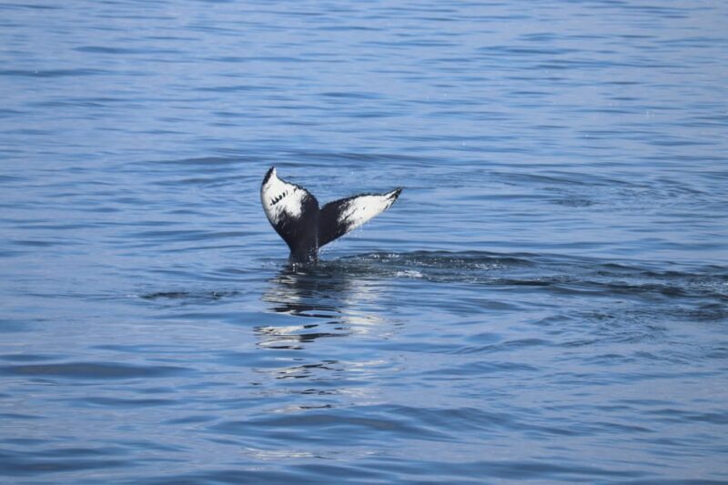 Reykjavik: Whale Watching Morning Expedition - What to Expect from the Reykjavik Whale Watching Tour