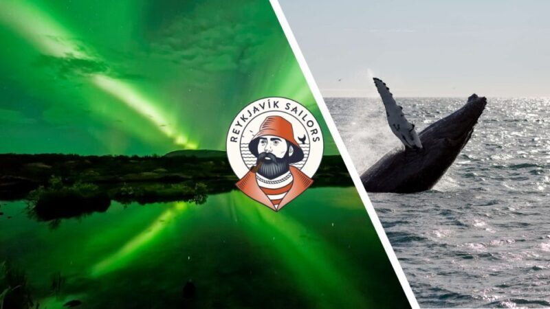 Reykjavik: Whale Watching & Northern Lights Combo Cruise - The Experience: What You Can Expect from Start to Finish