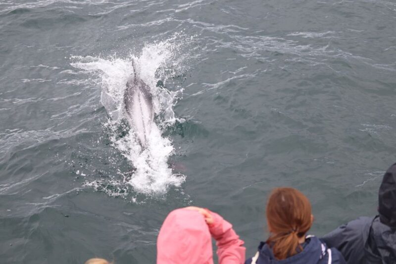 Reykjavik: Whale Watching & Northern Lights Combo Cruise - Who Is This Tour Best For?