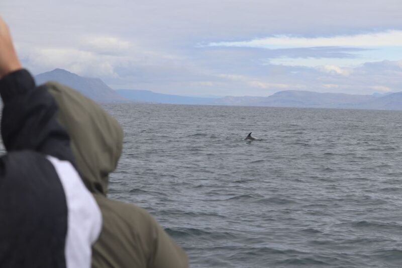Reykjavik: Whale Watching & Northern Lights Combo Cruise - Final thoughts
