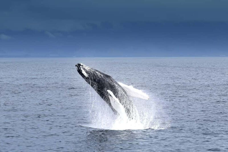 Reykjavik: Whale Watching Tour with Expert Guide - A Detailed Look at the Whale-Watching Experience