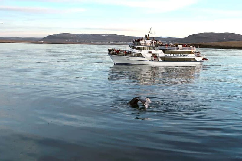 Reykjavik: Whale Watching Tour with Expert Guide - FAQs