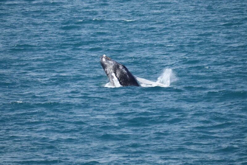 Reykjavik: Whale Watching Tour with Express Option - Detailed Review of the Whale Watching Tour