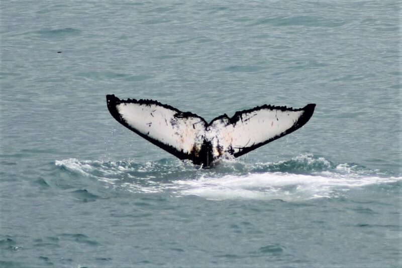 Reykjavik: Whale Watching Tour with Express Option - FAQ